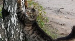 Cum să vedem o pisică pentru a trage tapet și mobilier: metode eficiente de lucru